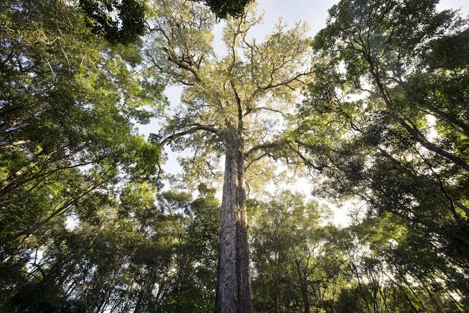 Sunlight filtering through the Knysna Forest in South Africa.